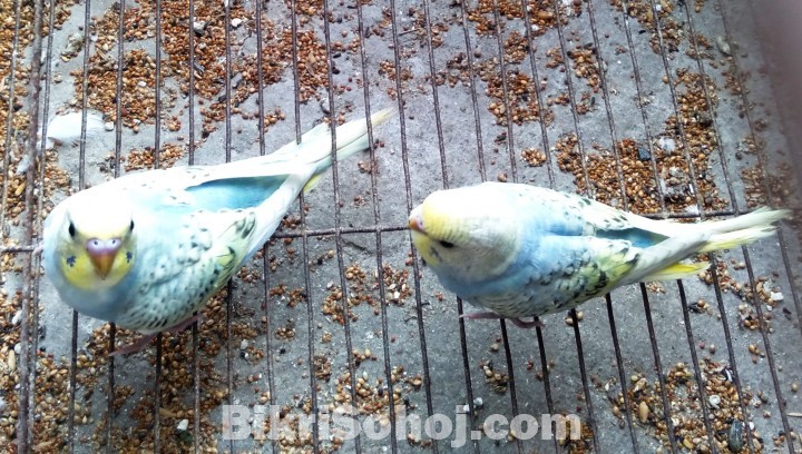 Budgerigar Baby